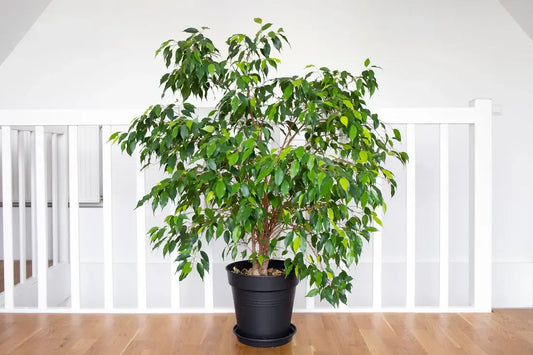 The pros and cons of mature plants