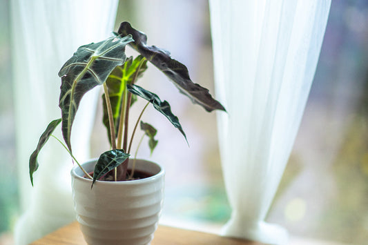 Get to know: Alocasia Regal Shield