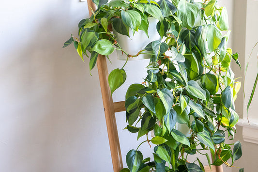 Pothos vs. Philodendron: spot the difference