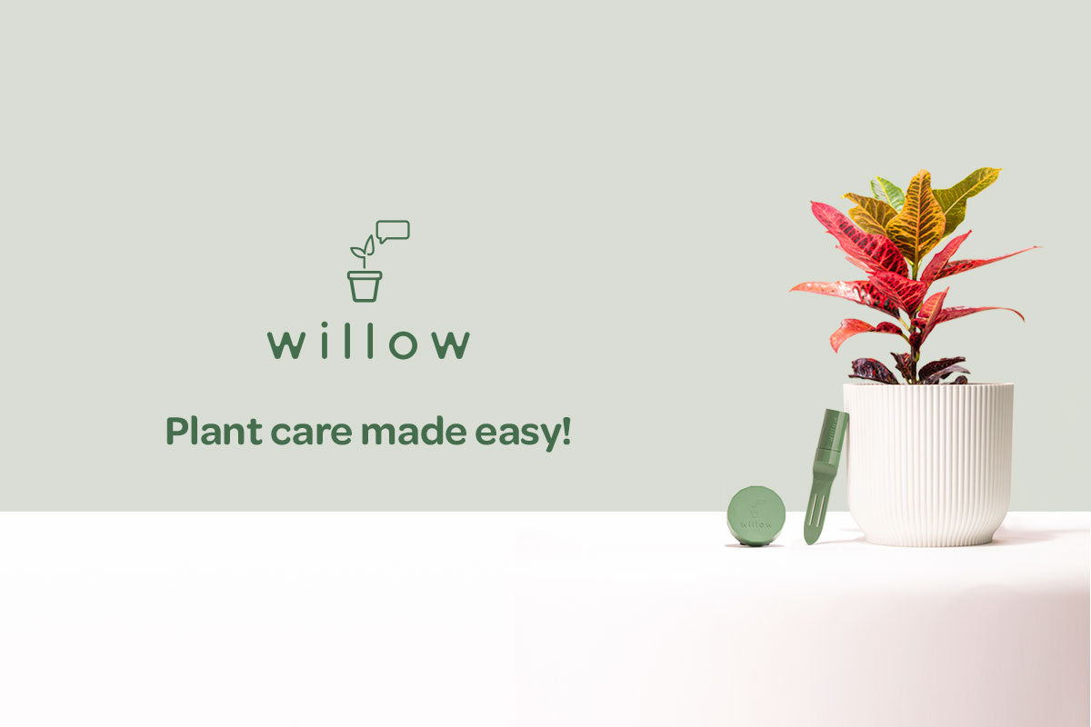 Smart Plant Sensor | Interactive Plant Monitor | Plant With Willow
– PW Willow Pty Ltd