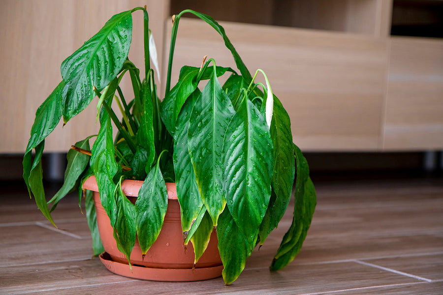 Why Is My Peace Lily Drooping?