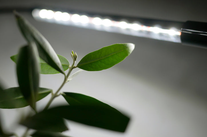 Get the Most Out of Your Grow Lights