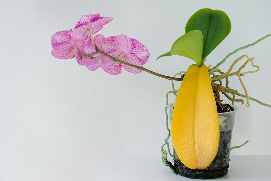 Why Are My Orchid Leaves Turning Yellow?