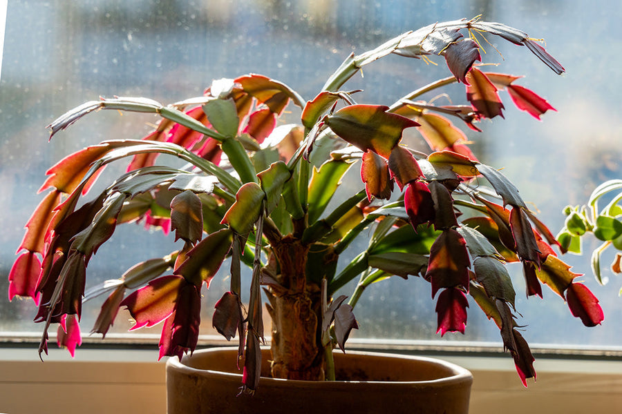 How To Care For your Houseplants This Summer