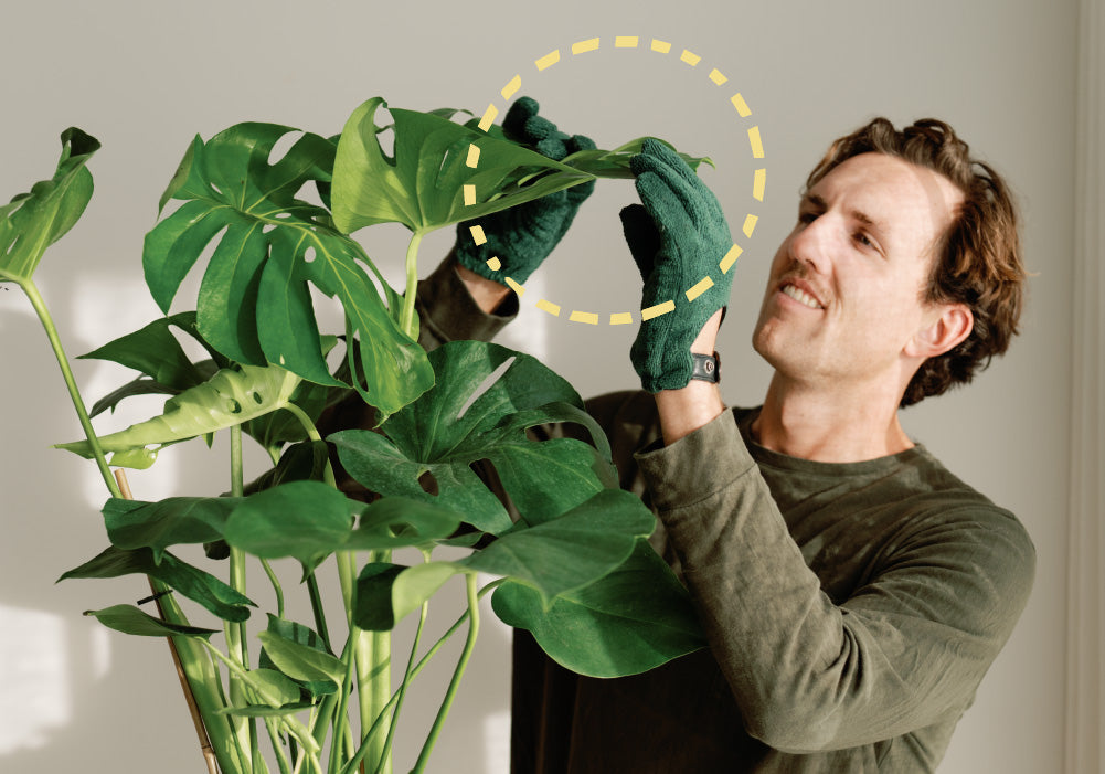 Monitor houseplant health with Willow