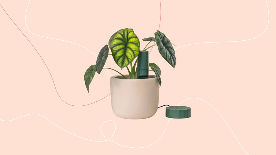 This clever sensor gave my house plants a 'voice' so I'll never forget to water them again