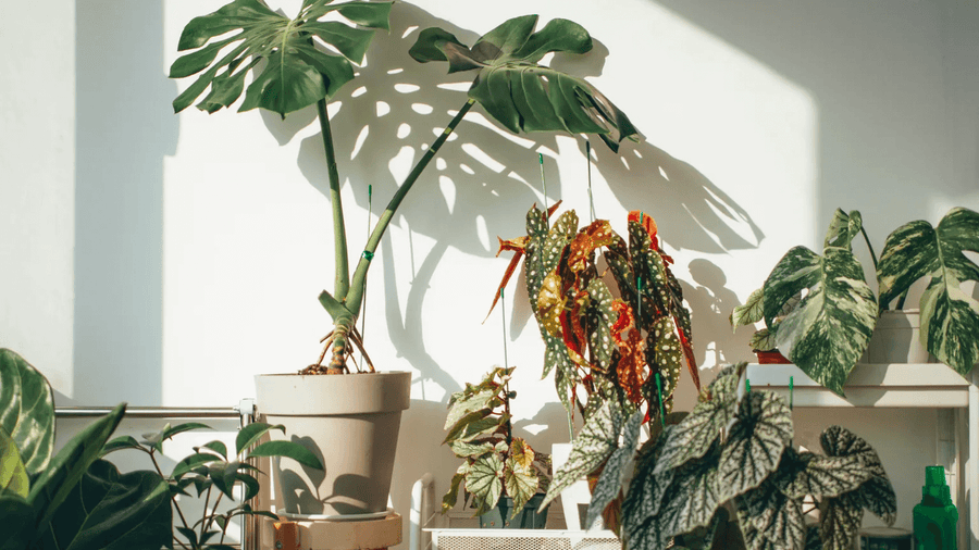 How to stop accidentally killing your indoor plants