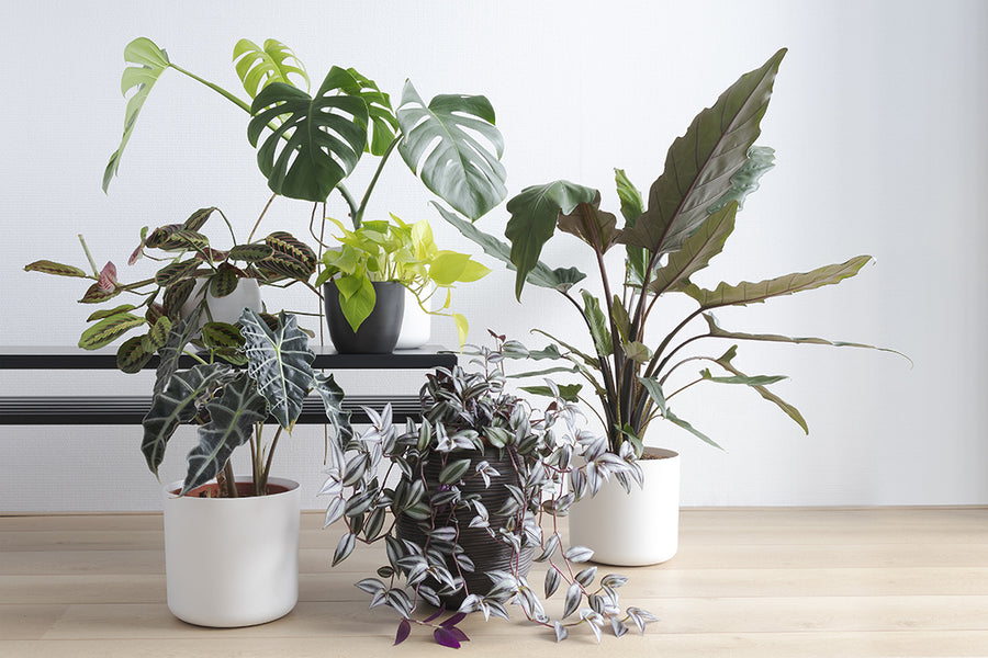 14 garden design apps to help you plan your perfect outdoor space